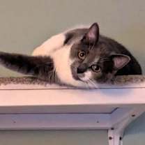 Thumbnail photo of Rella #1