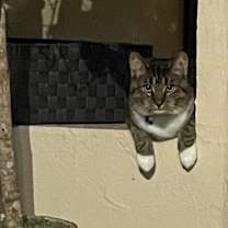 Thumbnail photo of Draco #3