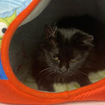 Thumbnail photo of Bumble Bumble #2