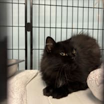 Thumbnail photo of Bumble Bumble #3