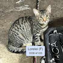 Thumbnail photo of Lorelei #1