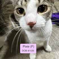 Thumbnail photo of Pixie #1