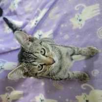 Thumbnail photo of Sad Eyes #3