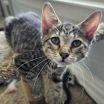 Thumbnail photo of Picola #3