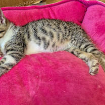 Thumbnail photo of Freckles #1