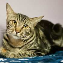 Thumbnail photo of Bambi #1