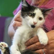 Thumbnail photo of Q-Tip #1