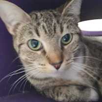 Thumbnail photo of Alva #2