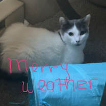 Thumbnail photo of Merryweather #2
