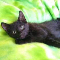 Thumbnail photo of Clove #1