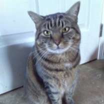 Thumbnail photo of Sybil #1