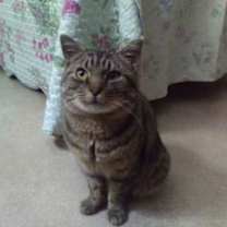 Thumbnail photo of Sybil #2