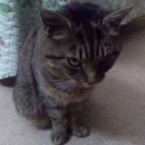 Thumbnail photo of Sybil #3