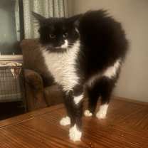 Thumbnail photo of Gangster #2