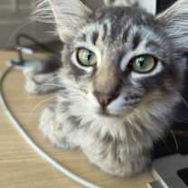 Thumbnail photo of Oliver #1