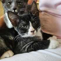 Thumbnail photo of Crepe #1