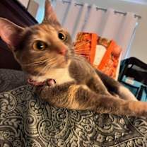 Thumbnail photo of Junipurr #3