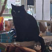 Thumbnail photo of Farrah #2