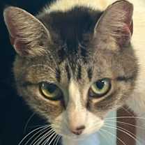 Thumbnail photo of Pixie #2