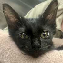 Thumbnail photo of Floofy #1