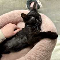 Thumbnail photo of Floofy #2