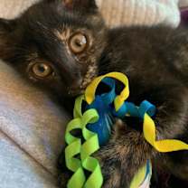 Thumbnail photo of Skittles - Torti - Experience the Rainbow! #1