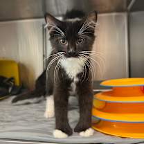 Thumbnail photo of Mittens  #2