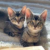 Thumbnail photo of Violet #2