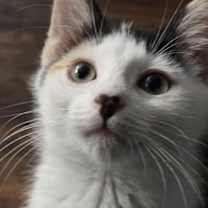 Thumbnail photo of Daisykins #1