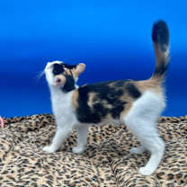 Thumbnail photo of Daisykins #4