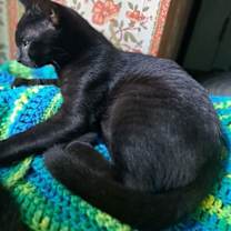 Thumbnail photo of Danny, Willow Grove PA Area (FCID 06/09/2025-151) #4