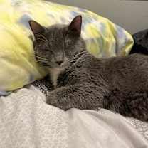 Thumbnail photo of Piper (incontinent)  #4