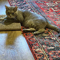 Thumbnail photo of Chance #3