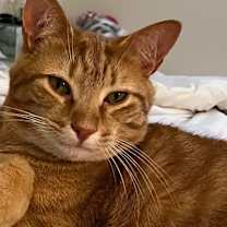 Thumbnail photo of Squirrelly #1