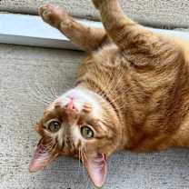 Thumbnail photo of Squirrelly #2