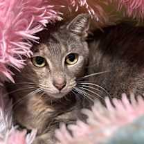 Thumbnail photo of Patches #1