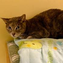 Thumbnail photo of Patches #2