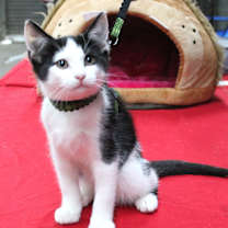 Thumbnail photo of Livingston #1