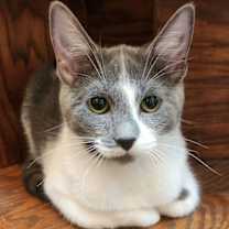 Thumbnail photo of Sweep #1