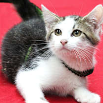 Thumbnail photo of Leonardo #1