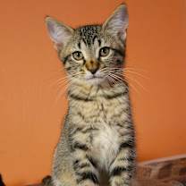 Thumbnail photo of Birch NB #1