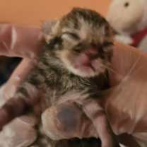 Thumbnail photo of Birch NB #2