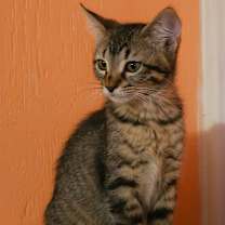 Thumbnail photo of Birch NB #3