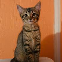 Thumbnail photo of Birch NB #4