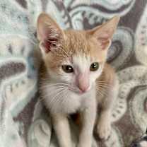 Thumbnail photo of Theo #1