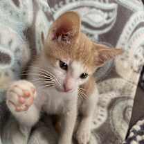 Thumbnail photo of Theo #2