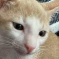 Thumbnail photo of Theo #3