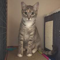 Thumbnail photo of Nova #3