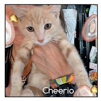 Thumbnail photo of Cheerio #1