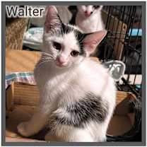Thumbnail photo of Sweet Walter Rose #2